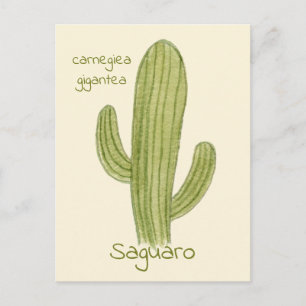 Saguaro Cactus postcard. Postcard
