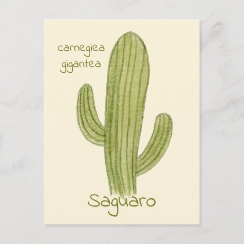 Saguaro Cactus postcard Postcard