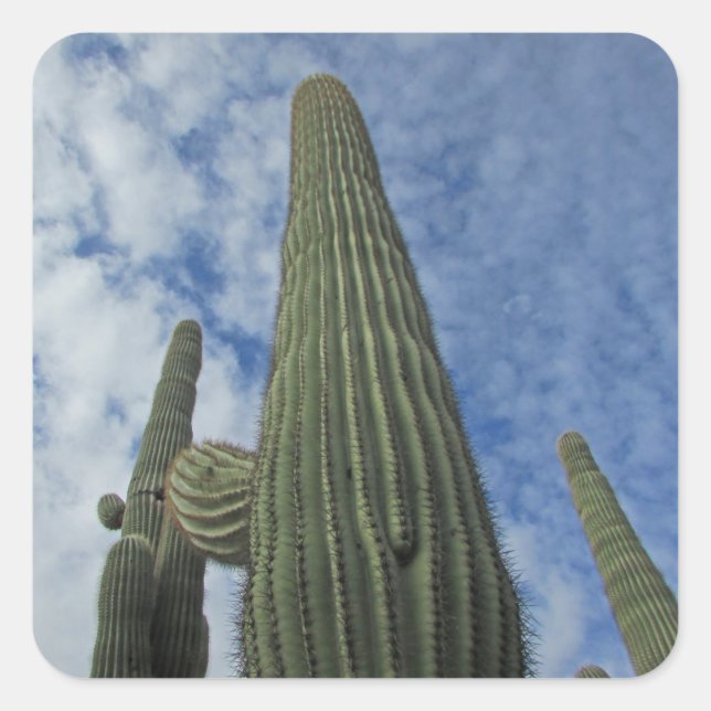 Saguaro Cactus Reaching into Blue Sky Southwest Square Sticker (Front)