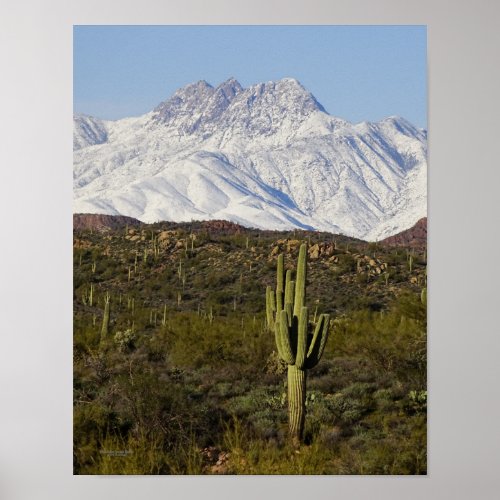 Saguaro Cactus Snow Capped Mountains Arizona USA Poster