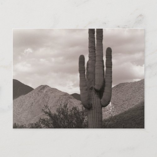 Saguaro Cactus Sonoran Desert BW Photo Postcard