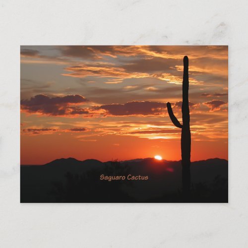 Saguaro Cactus Sunset Postcard