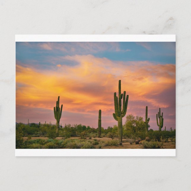 Saguaro Desert Life Postcard (Front)