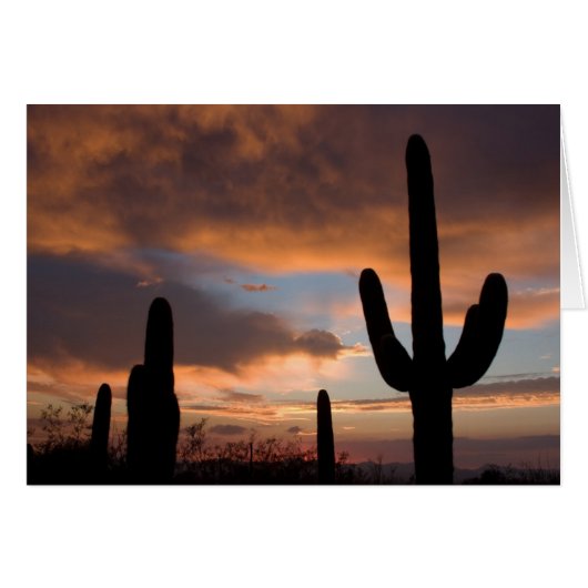 Saguaro Desert Sunset Cards (Front Horizontal)