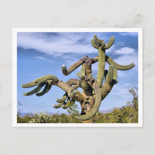 Saguaro Monster Postcard (Front)