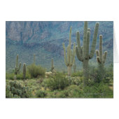 Saguaro National Park , Arizona (Front Horizontal)