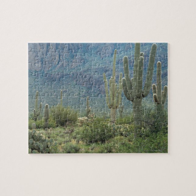Saguaro National Park , Arizona Jigsaw Puzzle (Horizontal)