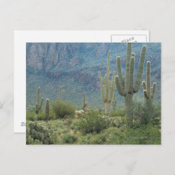 Saguaro National Park , Arizona Postcard | Zazzle