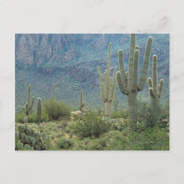 Saguaro National Park , Arizona Postcard (Front)