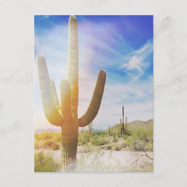 Saguaro National Park Postcard (Front)