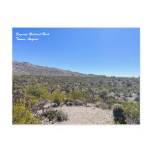 Saguaro National Park Postcard