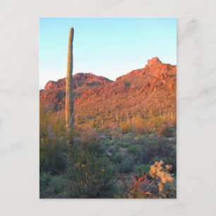 saguaro national park postcard