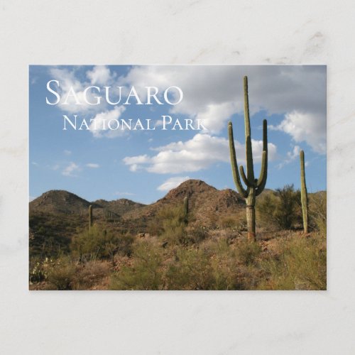 Saguaro National Park Postcard