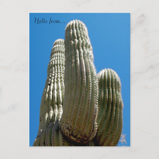 Saguaro Postcard (Front)