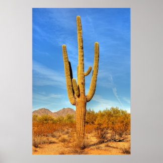 Saguaro Poster