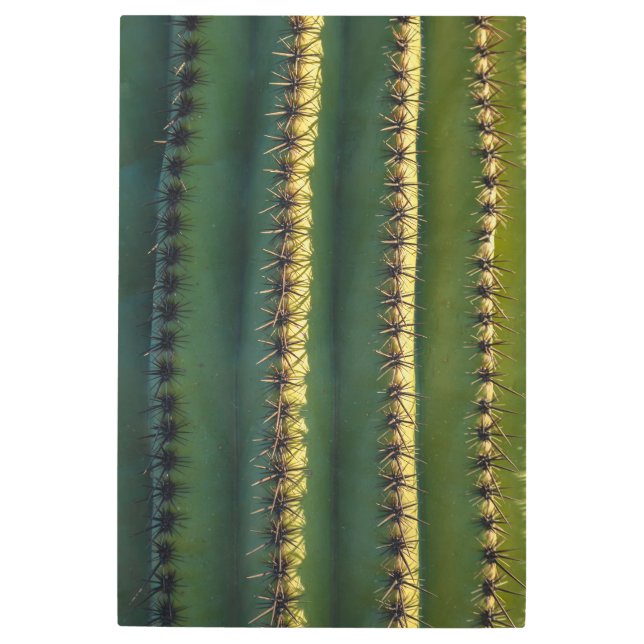 Saguaro Spines Metal Print (Front)