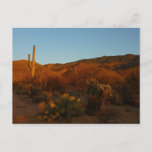 Saguaro Sunset I Arizona Desert Landscape Postcard