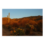Saguaro Sunset I Arizona Desert Landscape Poster