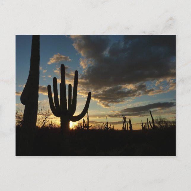 Saguaro Sunset II Arizona Desert Landscape Postcard (Front)