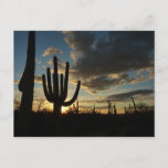 Saguaro Sunset II Arizona Desert Landscape Postcard