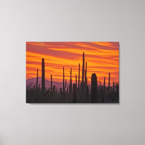 Saguaro sunset Saguaro National Park Canvas Print