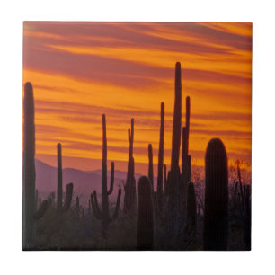 Saguaro, sunset, Saguaro National Park Ceramic Tile