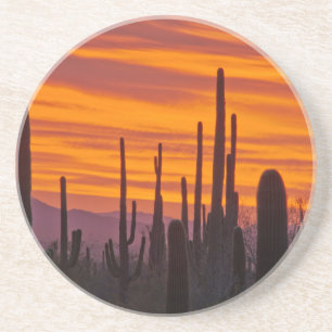 Saguaro, sunset, Saguaro National Park Drink Coaster