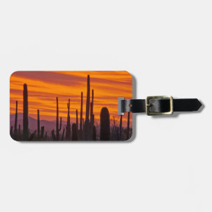 Saguaro, sunset, Saguaro National Park Luggage Tag
