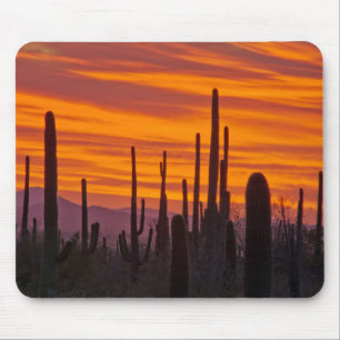 Saguaro, sunset, Saguaro National Park Mouse Pad
