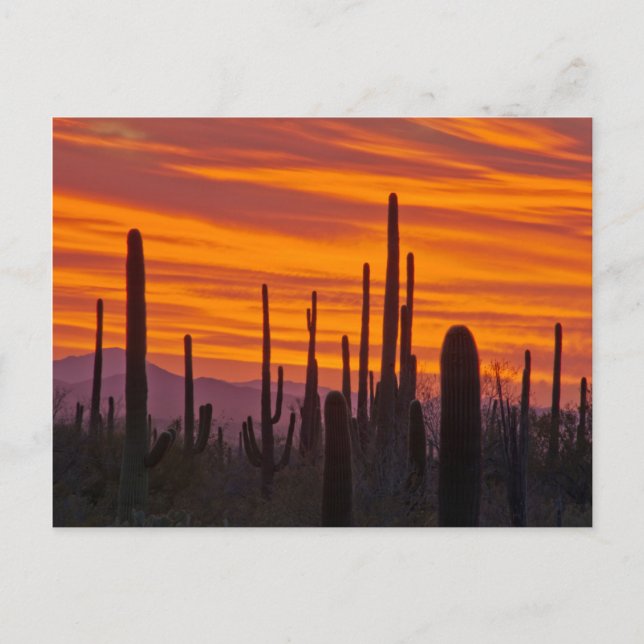 Saguaro, sunset, Saguaro National Park Postcard (Front)