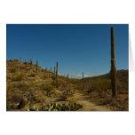 Saguaro's Carillo Trail in Saguaro National Park