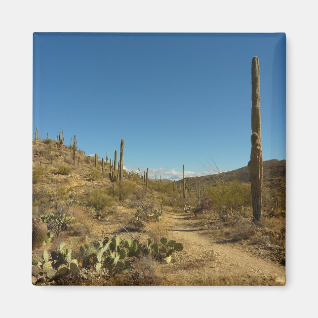Saguaro's Carillo Trail in Saguaro National Park Magnet (Front)