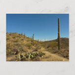 Saguaro's Carillo Trail in Saguaro National Park Postcard