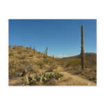 Saguaro's Carillo Trail in Saguaro National Park Postcard