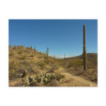 Saguaro's Carillo Trail in Saguaro National Park Postcard