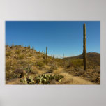 Saguaro's Carillo Trail in Saguaro National Park Poster