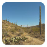 Saguaro's Carillo Trail in Saguaro National Park Square Sticker