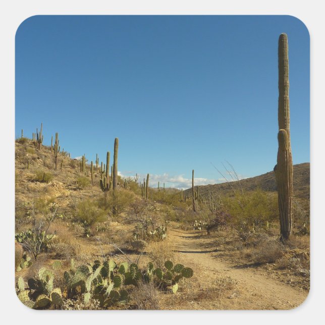 Saguaro's Carillo Trail in Saguaro National Park Square Sticker (Front)