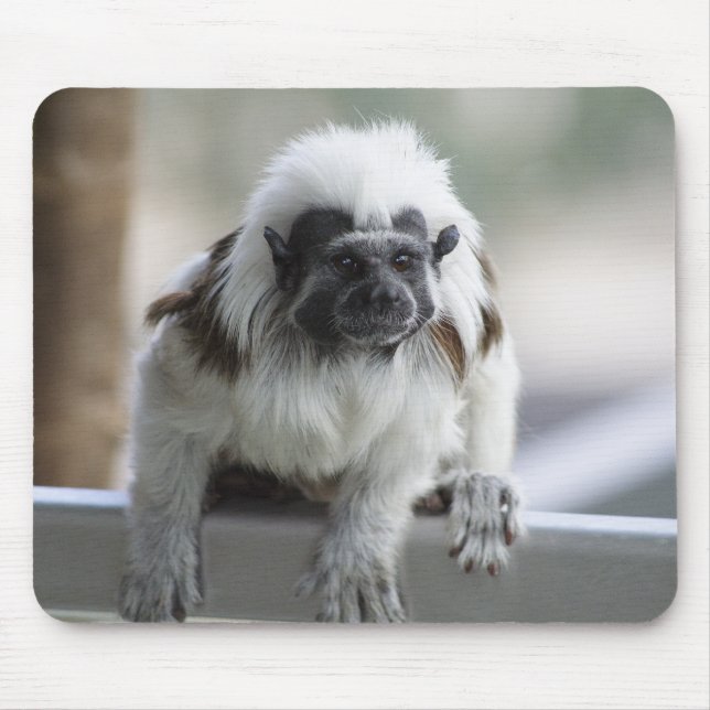 Saguinus oedipus mouse pad (Front)