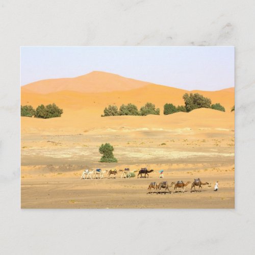 Sahara Desert _ Camels and Erg Chebbi Postcard