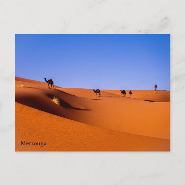 Sahara  Merzouga in the early morning Postcard (Front)