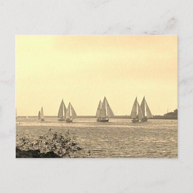 Sailboats in Sepia Postcard (Front)