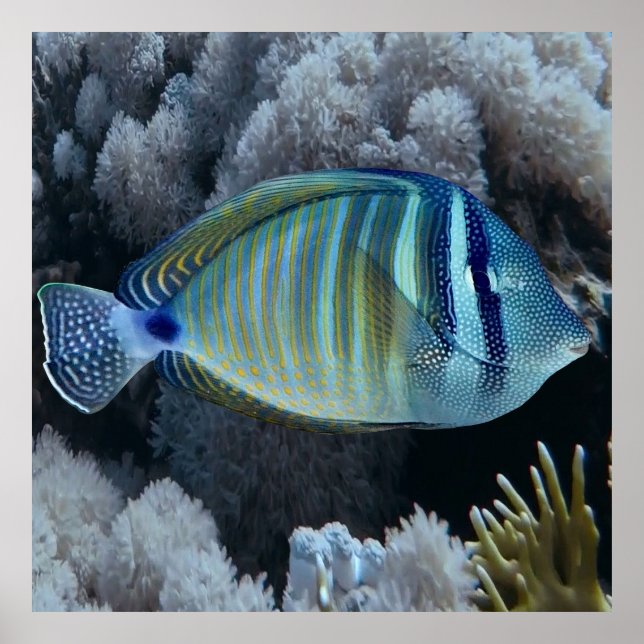 Sailfin Tang Poster (Front)
