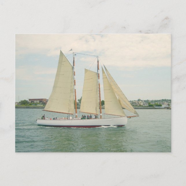 Sailing Sailboats Postcard (Front)