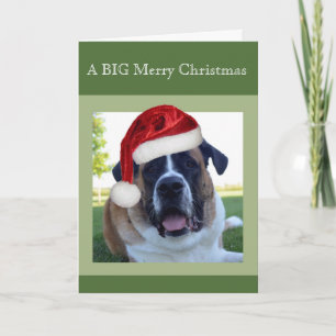 Saint Bernard "Big" Merry Christmas Holiday Card