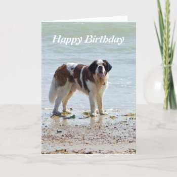 Saint Bernard Dog At Beach Happy Birthday Card by roughcollie at Zazzle