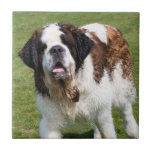 Saint Bernard Dog Beautiful Tile Or Trivet, Gift at Zazzle