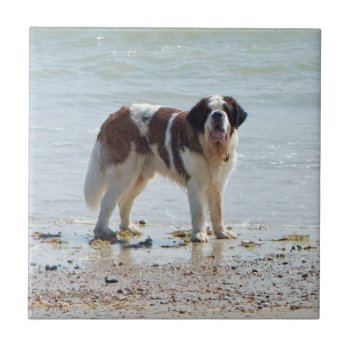Saint Bernard Dog Beautiful Tile Or Trivet  Gift by roughcollie at Zazzle