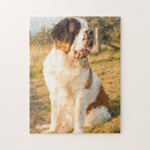 Saint Bernard dog in the sunset Jigsaw Puzzle