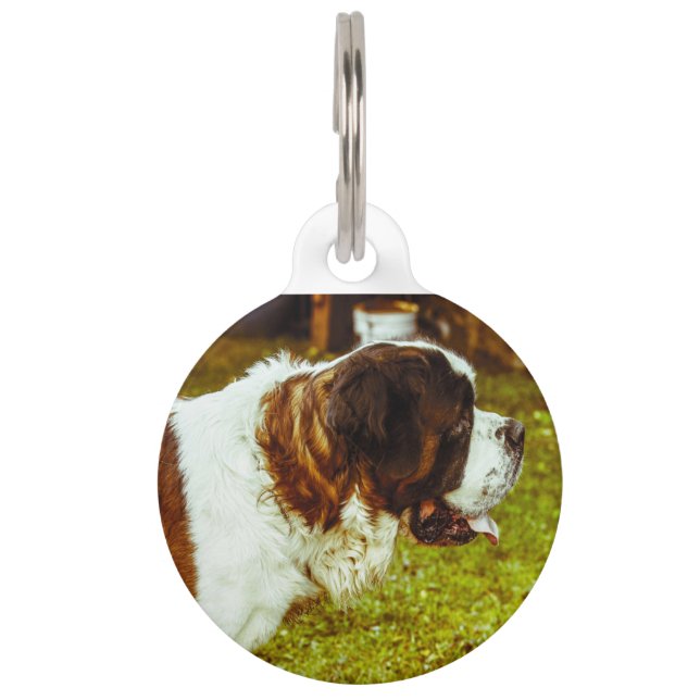 Saint Bernard Dog. Pet ID Tag (Front)